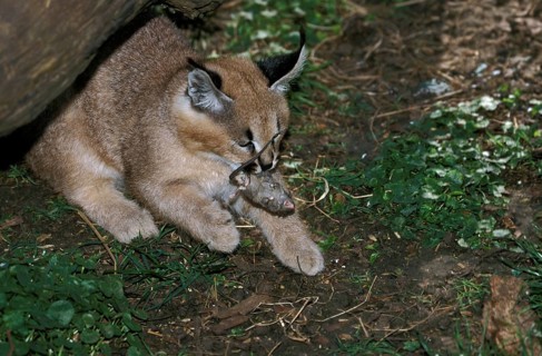 Caracal (caracal caracal), Young with Mouse in Mouth