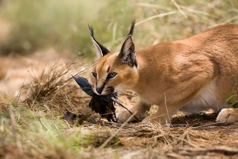 caracal (CARACAL caracal) ADULT WITH A KILL, A CAPE GLOSSY STARLING, NAMIBIA