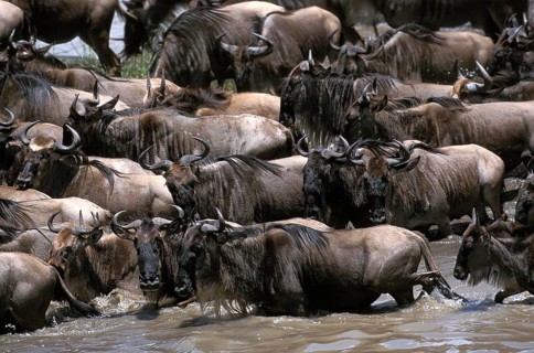 Blue Wildebeest (connochaetes taurinus), Herd crossing Mara River during Migration, Masai Mara park