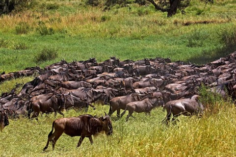 Blue Wildebeest (connochaetes taurinus), Herd migrating, Masai Mara Park in Kenya