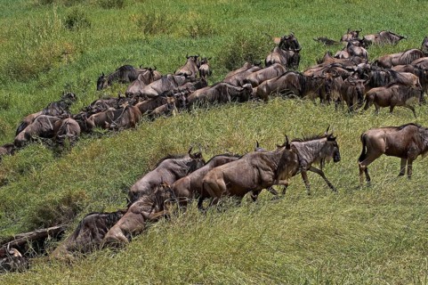 Blue Wildebeest (connochaetes taurinus), Herd Migrating, Masai Mara Park in Kenya