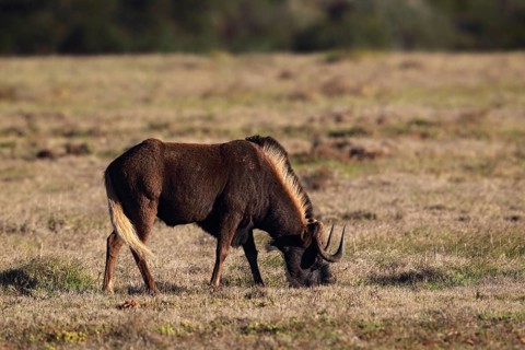White-tailed gnu (Connochaetes gnou) in Amakhala Game Reserve, South Africa. White-tailed