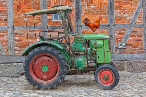Proud cock on a tractor