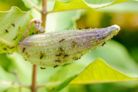 Fruit of (Asclepias Syriaca) or Milkweed hosting ants and aphids. This plant produces latex