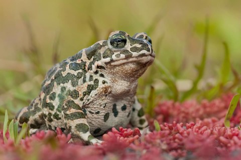 European green toad (Bufotes viridis) Germany