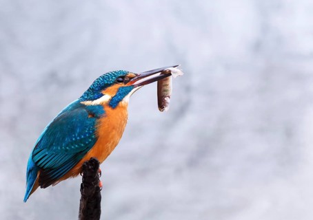 Kingfisher (Alcedo atthis) with a caught fish, Tyrolean Unterland, Tyrol, Austria, Europe