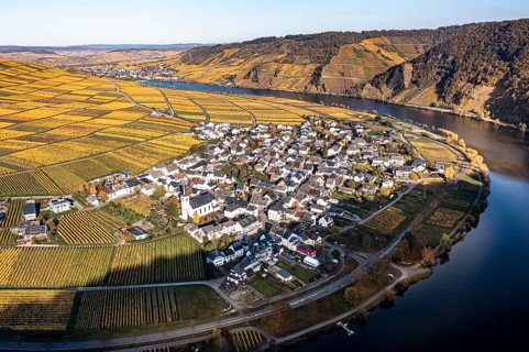 Aerial view, vineyards in autumn, Minheim, Piesport, Mosel, Region Bernkastel-Wittlich,
