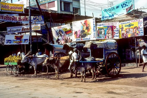 Bullock carts for hire in Chidambaram, Tamil Nadu, South India, India, Asia. Photographed in 1990,