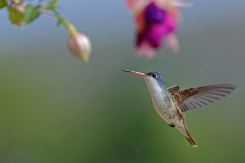 Violet-crowned hummingbird (Amazilia violiceps), State of Jalisco, Mexico, Central America