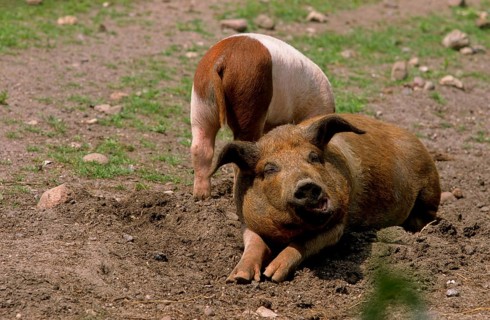 Red-breasted Husum Protest Pig, Danish Protest Pig, German Saddleback Pig Division Red-breasted