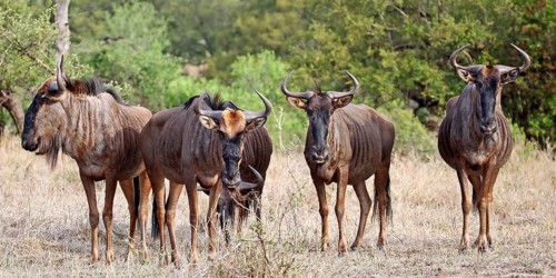 Streifengnus, blue wildebeests (Connochaetes taurinus), S
