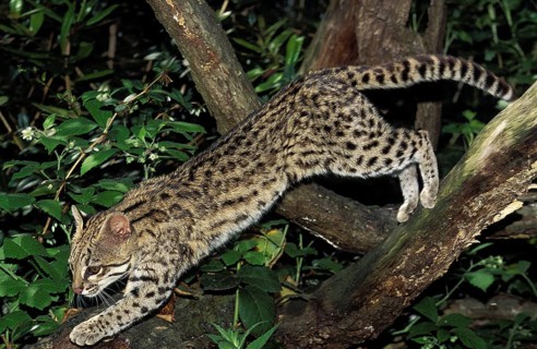TIGER CAT OR ONCILLA (leopardus tigrinus), ADULT LEAPING FROM BRANCH