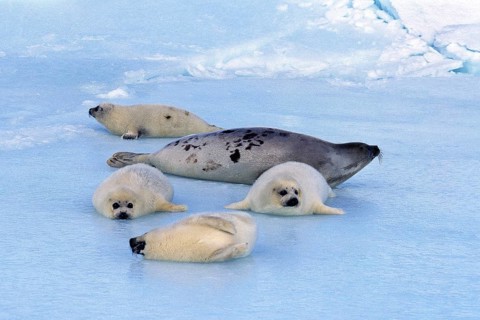 HARP harp seal (pagophilus groenlandicus), MOTHER AND PUPS ON ICE FIELD, MAGDALENA ISLAND IN CANADA