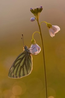Green-veined white (Pieris napi), Rhineland-Palatinate, Germany, Europe