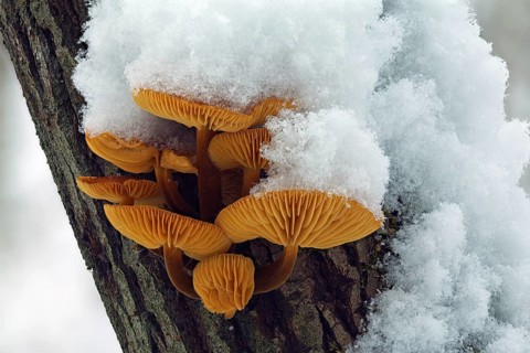 Mushroom, Snow, Winter, Mushroom group, Tree trunk, Tree mushroom