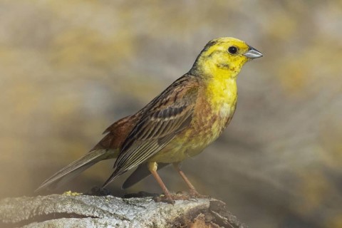 Yellowhammer male sitting on tree trunk looking right