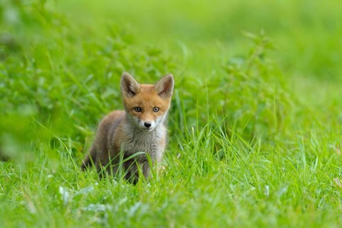Fox cub, Vulpes vulpes, Germany, Europe