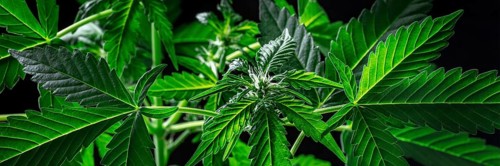 Cannabis plants in bloom on a black background panorama. Growing marijuana for medicinal purposes