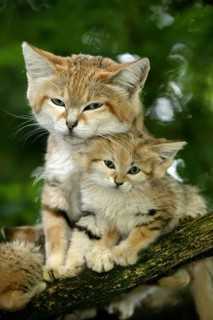 Sand cat (felis margarita), mother with kitten on branch