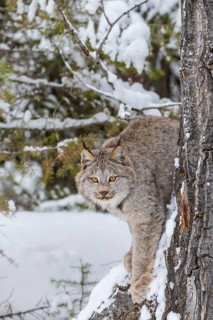 A bobcat hunts for prey in a snowy forest habitat