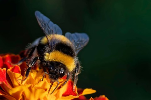 Dark earth bumblebee