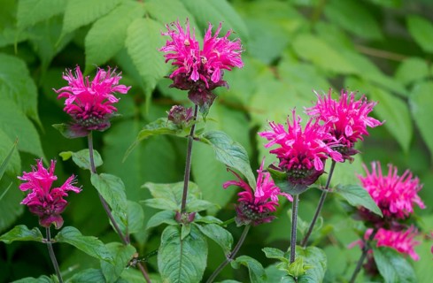 Golden balm, also called bee balm hybrid (Monarda didyma), i