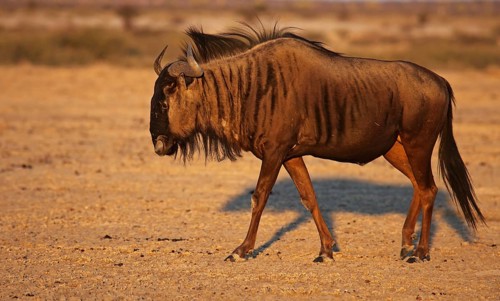 Blue wildebeest (Connochaetes taurinus) in morning light, Central Kalahari, Botswana, Botswana,