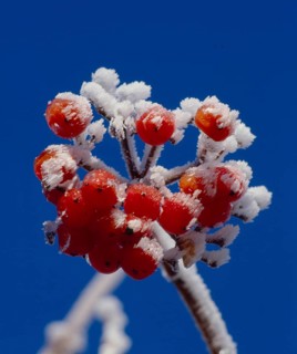 Rowanberry or mountain ash (Sorbus aucuparia) Throttle berry, Quitsche, Krametsbeerbaum with