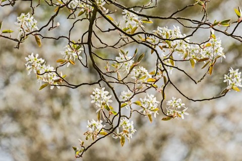 Shadbush (Amelanchier), blossom