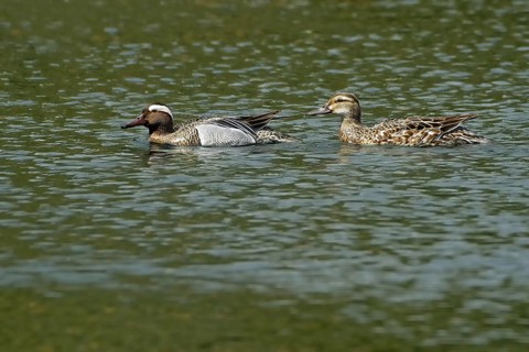 Pair of garganey ducks