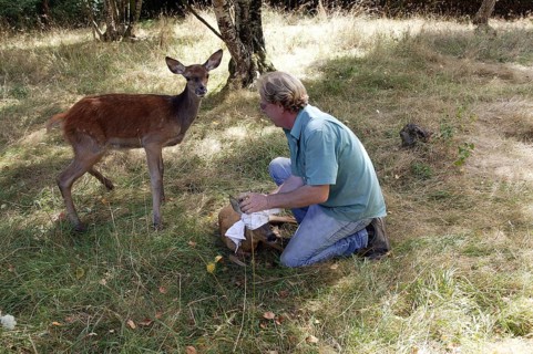 Vet with Roe Deer (capreolus capreolus) at "La Dame Blanche", a Wildlife Protection Center in