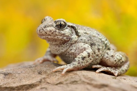 Common midwife toad (Alytes obstetricans), Rhineland-Palatinate, Germany, Europe