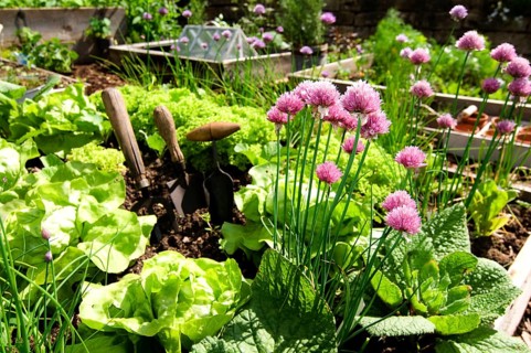 Herb garden, chives (Allium schoenoprasum)