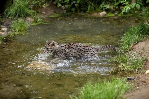 FISHING CAT (prionailurus viverrinus), ADULT IN WATER