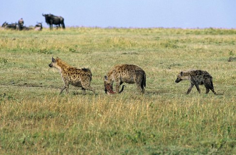 HYENE TACHETEE (crocuta crocuta), ADULT CARRYING CARCASS, MASAI MARA PARK IN KENYA