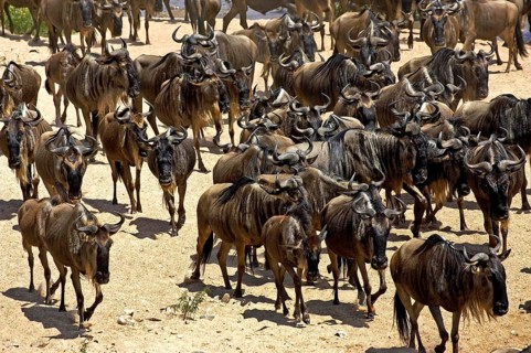 Blue Wildebeest (connochaetes taurinus), Herd Migrating, Masai Mara Park in Kenya
