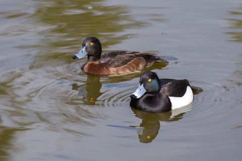 A pair of Tufted Ducks (Aythya fuligula) swimming together