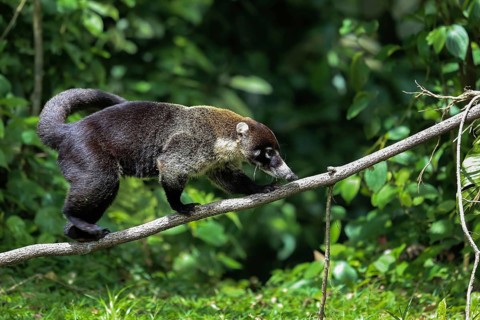 White nosed coati in Costa Rica