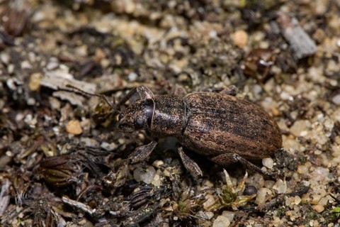Grey pine needle weevil, common grey weevil sitting on ground looking left
