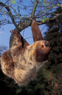 Linnaeus's two-toed sloth (choloepus didactylus), adultR HANGING ON THE BRANCH