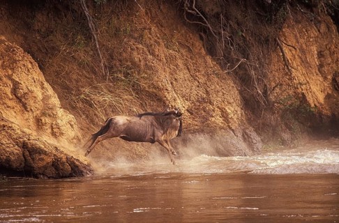 Blue Wildebeest (connochaetes taurinus), Adult crossing Mara River during Migration, Masai Mara