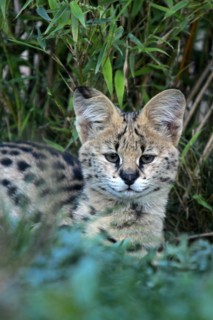 Serval