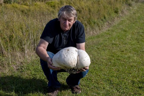 The man with the giant puffer (Calvatia gigantea) . Puffball mushroom commonly found in meadows,