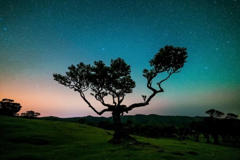 Tree in Fanal Forest, Blue Sky Full of Stars and Light Pollution at Night. Madeira, Portugal,