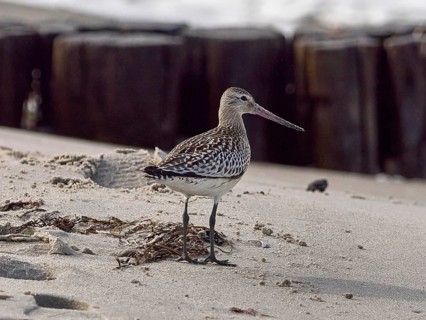 A sandpiper stands on sand in front of old wooden piles on a coastal landscape, bar-tailed godwit