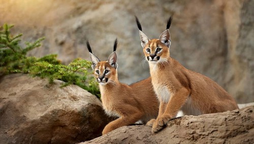 AI generated, animal, animals, mammal, mammals, biotope, habitat, two, female, young, foraging,