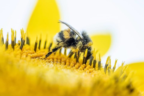 Bumblebee on Sunflower Helianthus annuus in golden sunset light