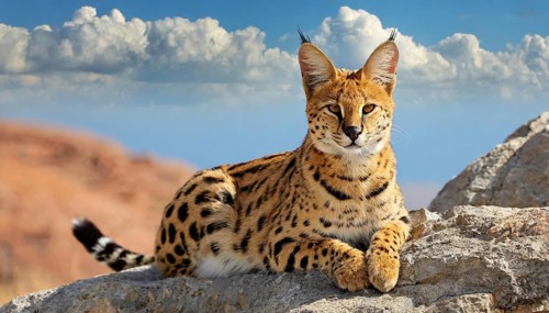 AI generated, animal, animals, mammal, mammals, biotope, habitat, a, individual, foraging,