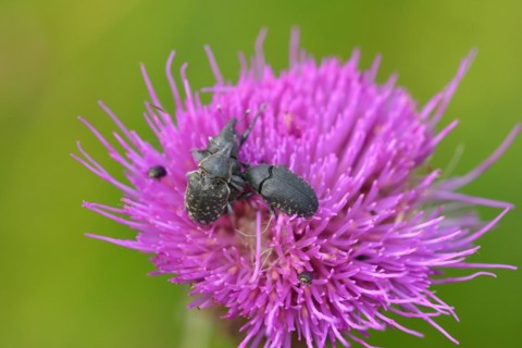 Beetle weevil of a flower in a meadow. Beetle weevil in a meadow knapweed