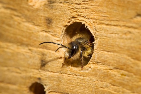 Red mason bee, Osmia bicornis, red mason bee